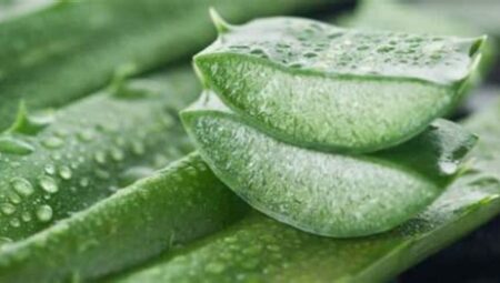 Aloe Vera Jelinin Cilde Faydaları