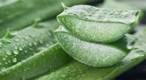 Aloe Vera Jelinin Cilde Faydaları